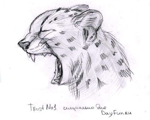 Рисунок гепарда карандашом для срисовки