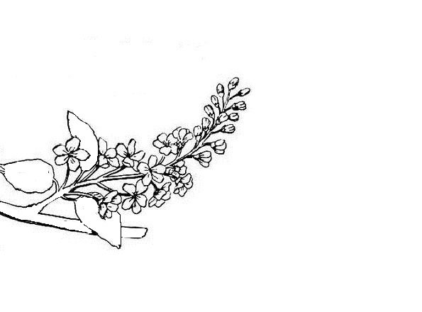 Дерево черемуха рисунок карандашом