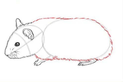 Рисунки карандашом лёгкие хомяк