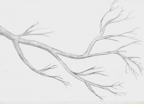 Ветка карандашом