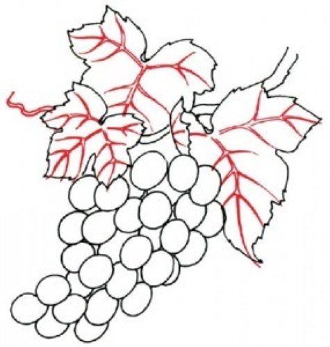 Виноград для рисования