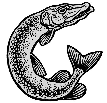 Щука рисунок карандашом легкий (47 фото)