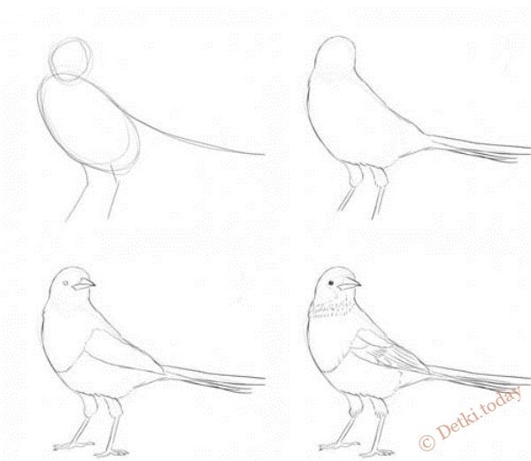 Поэтапное рисование сороки