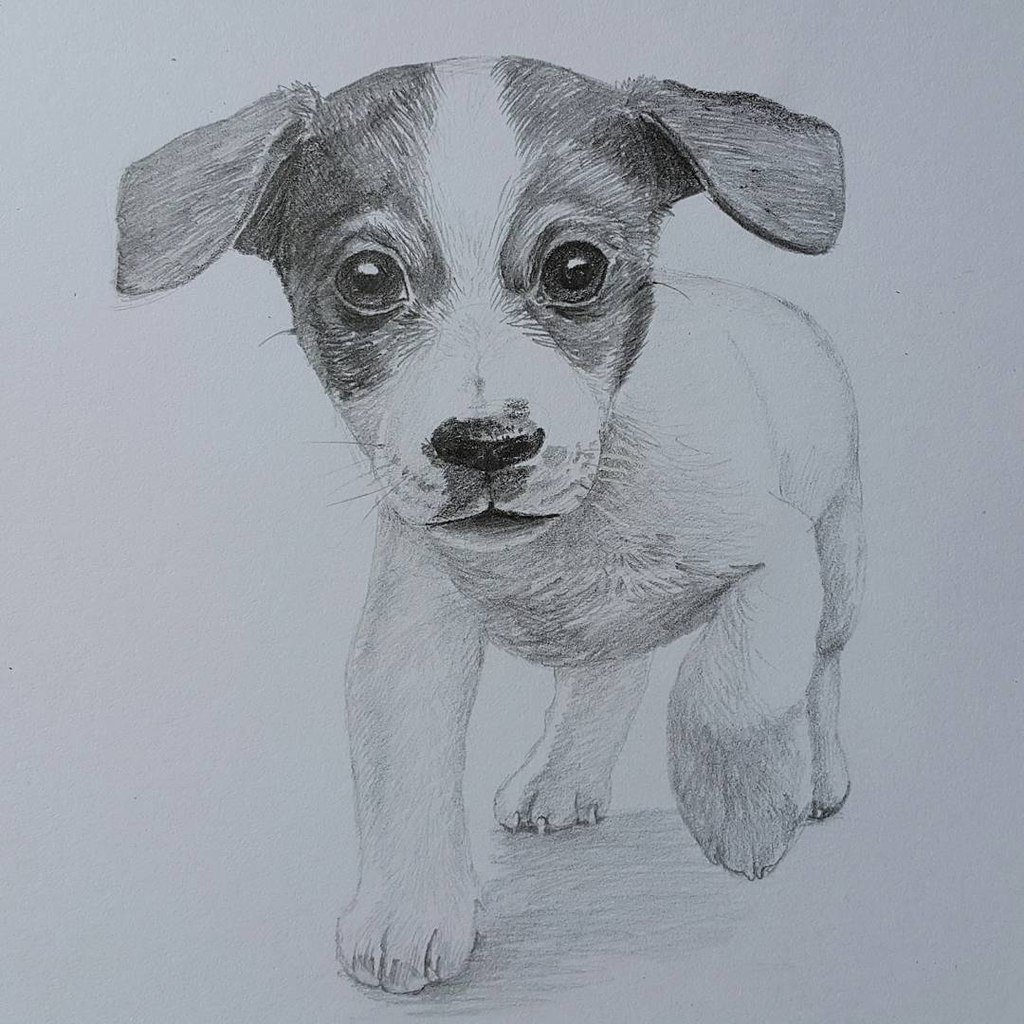 Нарисовать собаку карандашом легко и красиво. Срисовка пса Джек Рассел. Срисовывать собачек Джек Рассел. Джек Рассел терьер рисунок для срисовки. Джек Рассел терьер карандашом.
