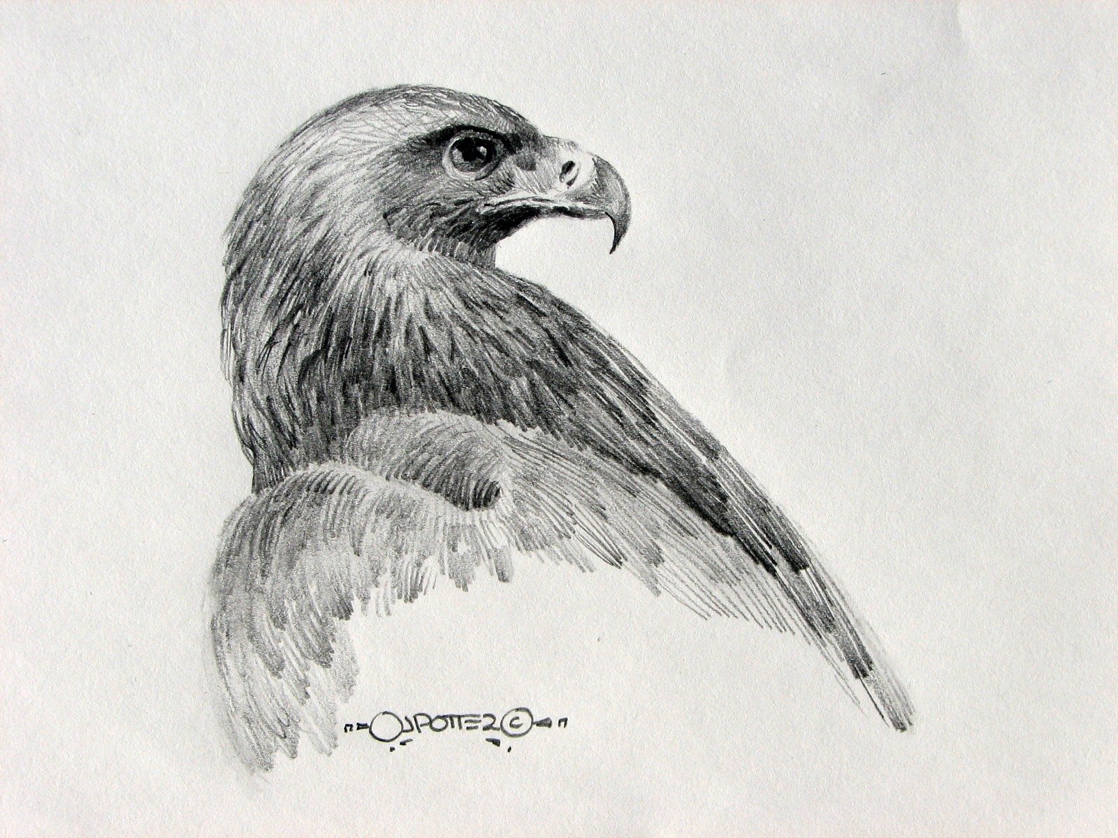 Орел зарисовка