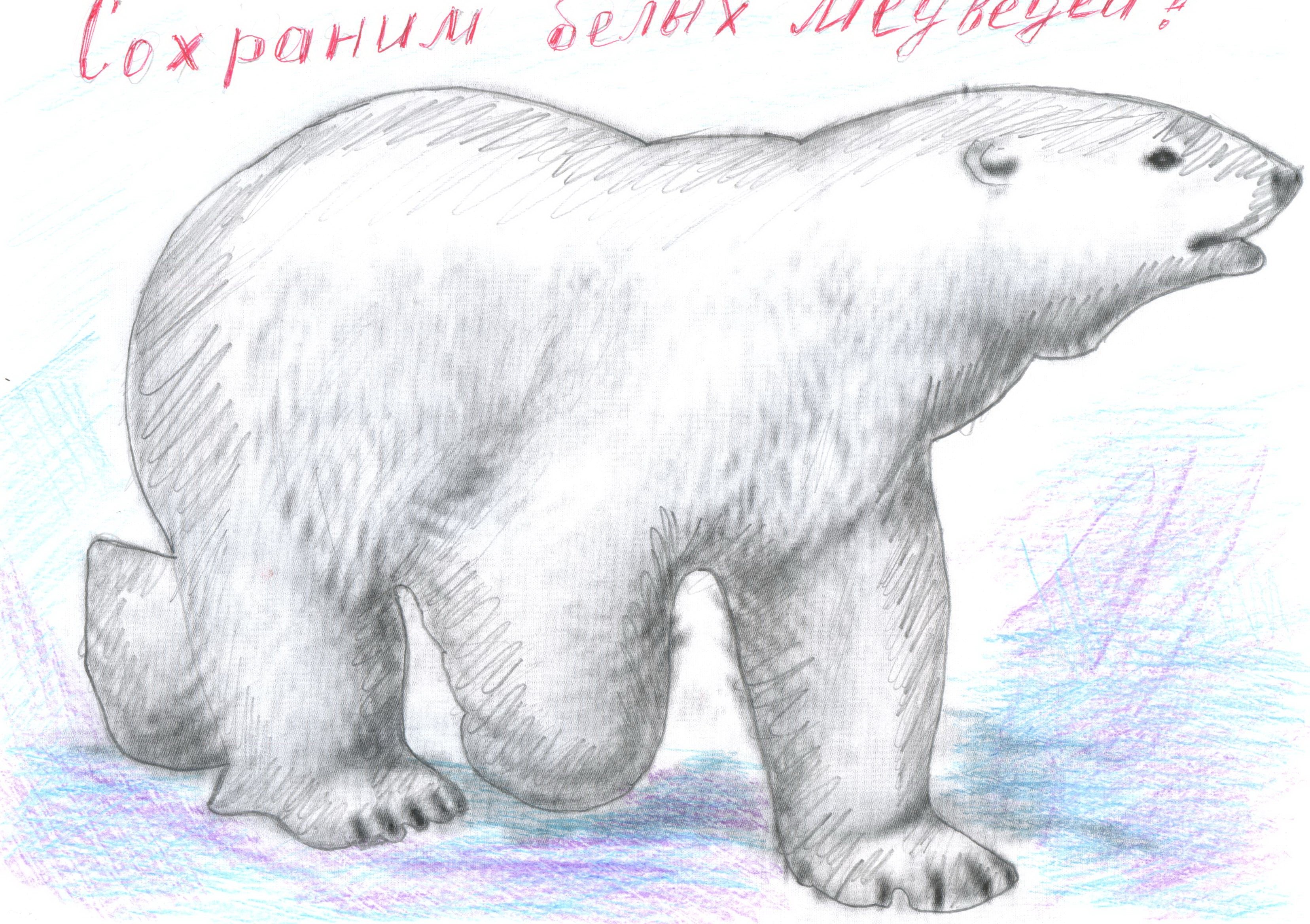 Нарисовать белого медведя карандашом