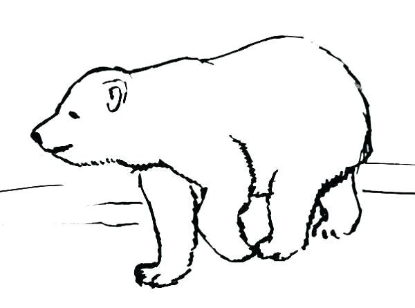 Белый медведь карандашом