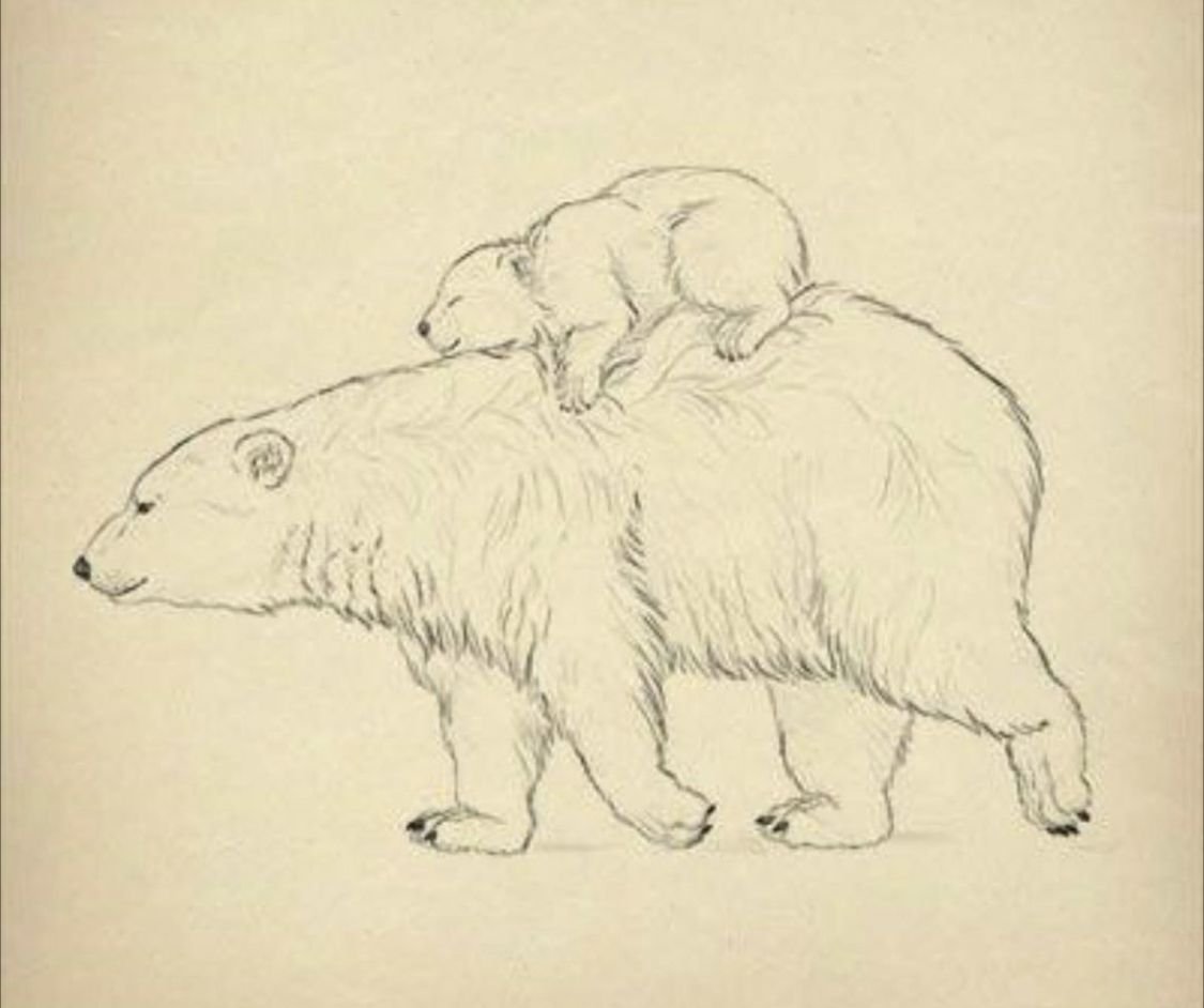 Картинки медведя для срисовки
