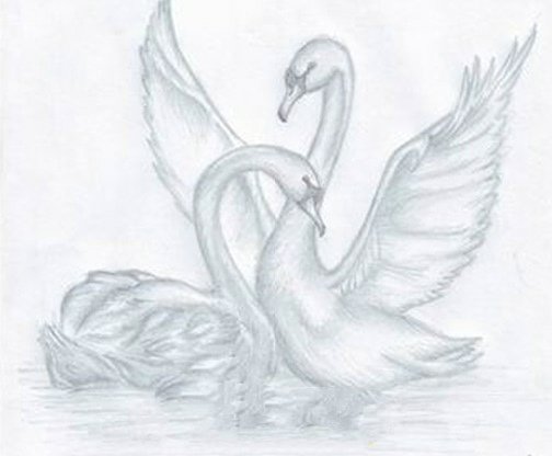 Лебедь рисунок карандашом