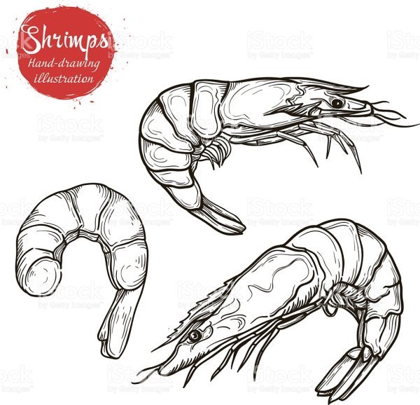 Креветка нарисовать легко