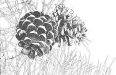 Стилизованная шишка