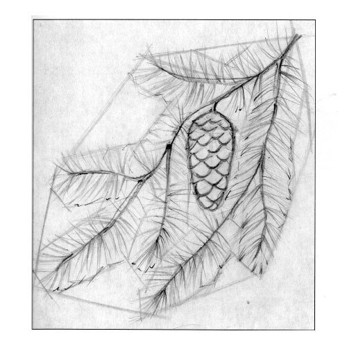 Поэтапное рисование ветка с шишкой