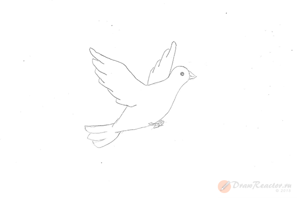 Голубь рисунок легкий