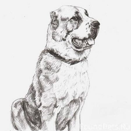 Среднеазиатская овчарка алабай рисунки