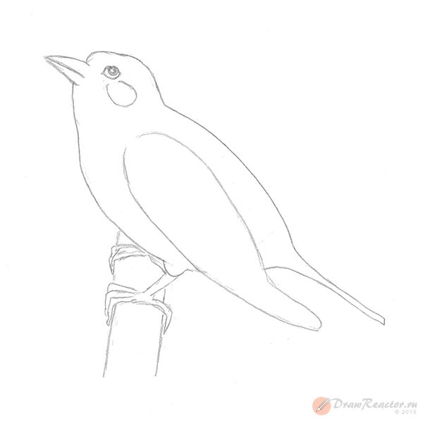 Соловей рисунок легкий