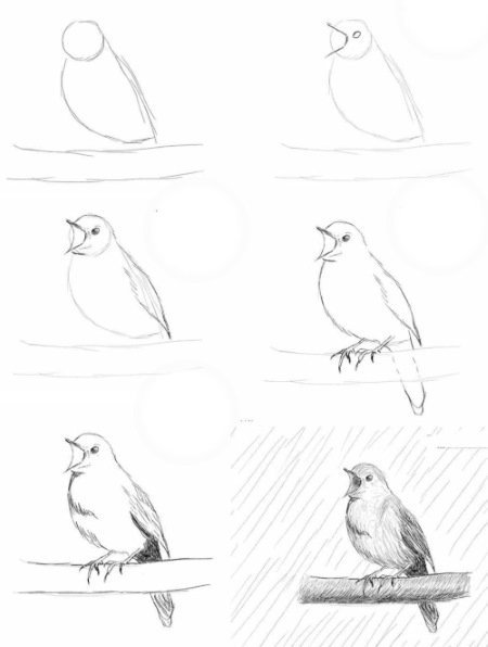 Соловей пошагово рисунок