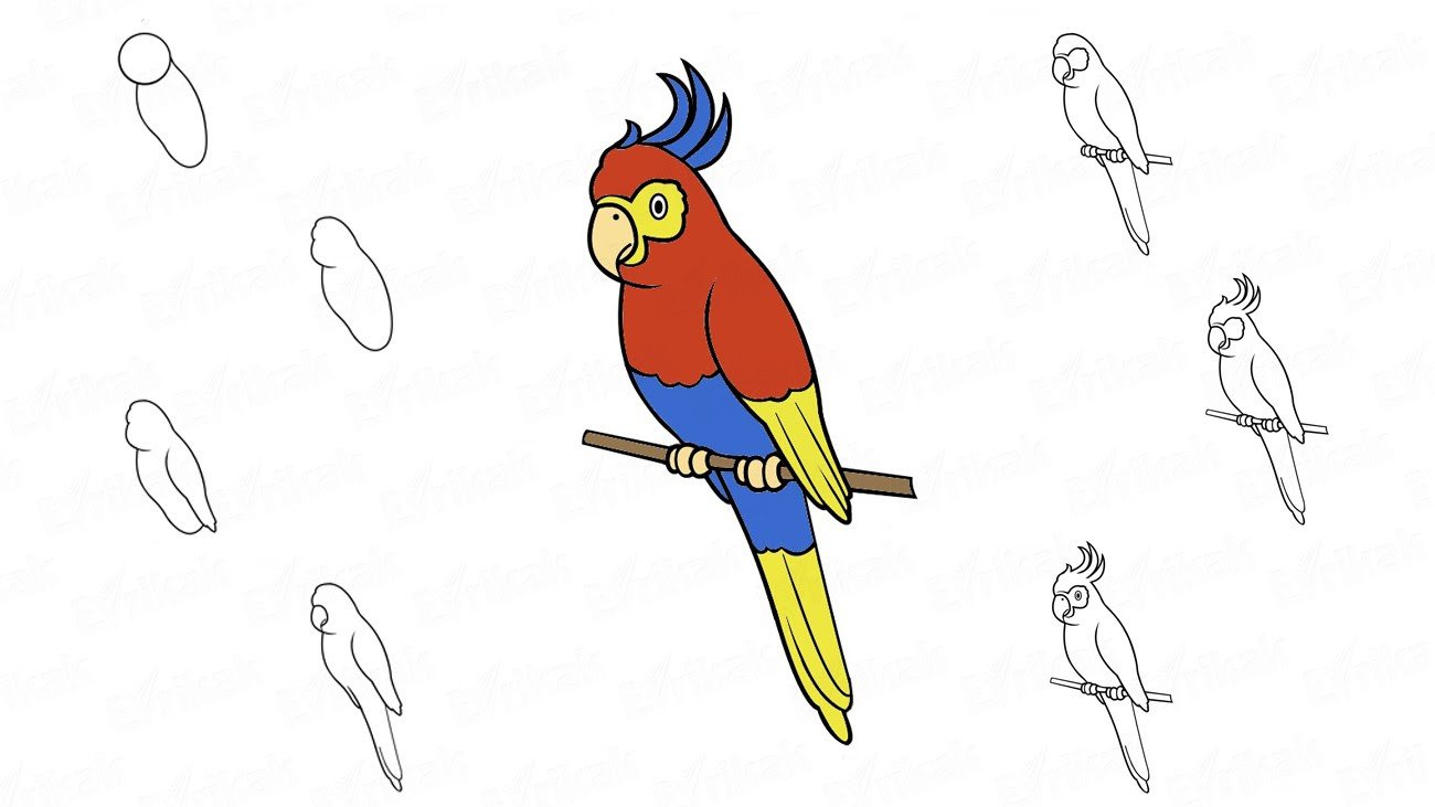 Поэтапное рисование попугая