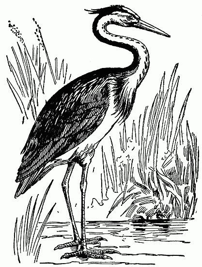 Журавль рисунок карандашом