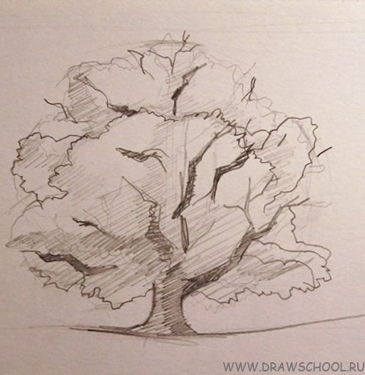Дуб карандашом