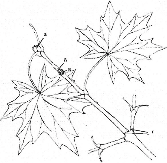 Осенние листья рисунок карандашом