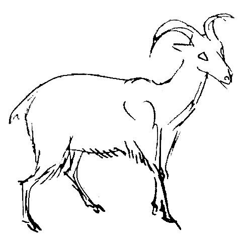 Поэтапное рисование козла