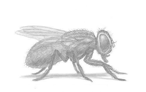 Муха рисунок карандашом простой (42 фото)