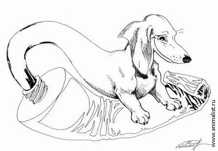 Такса набросок