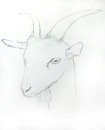 Как нарисовать козу