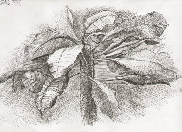 Фикус каучуконосный