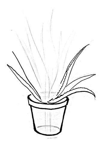 Комнатные растения схемы рисования