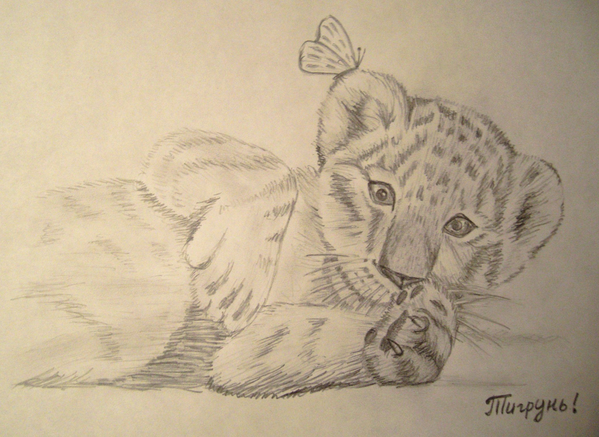 Тигр карандашом милый