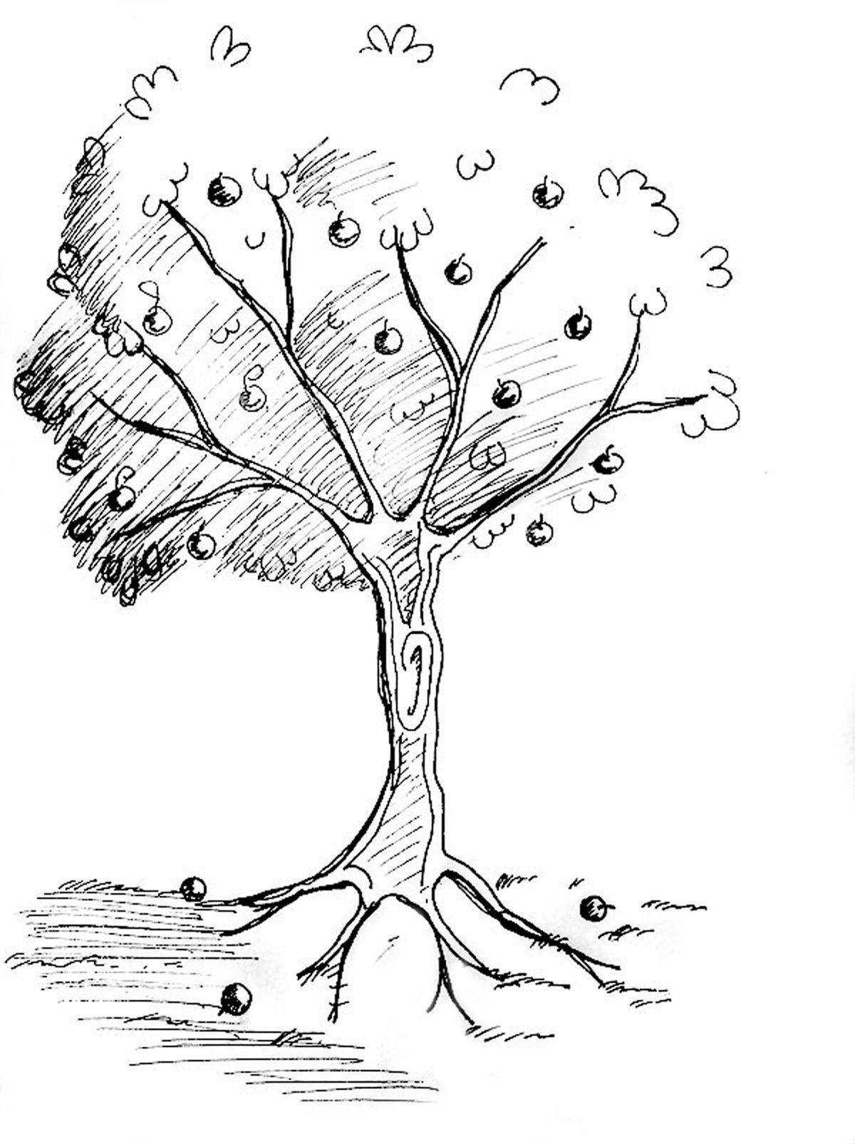 Яблоня строение дерева
