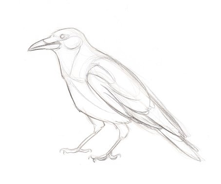 Поэтапное рисование вороны для детей