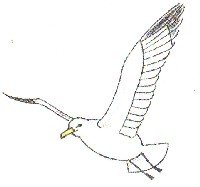 Чайка карандашом