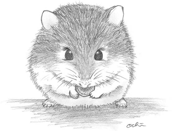 Раскраски милые хомячки