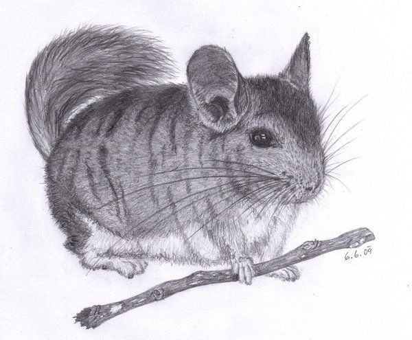 Шиншилла рисунок