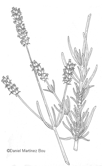 Лаванда контур