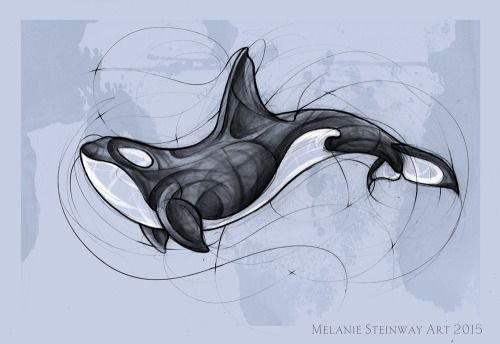 Касатка раскраска реалистичная