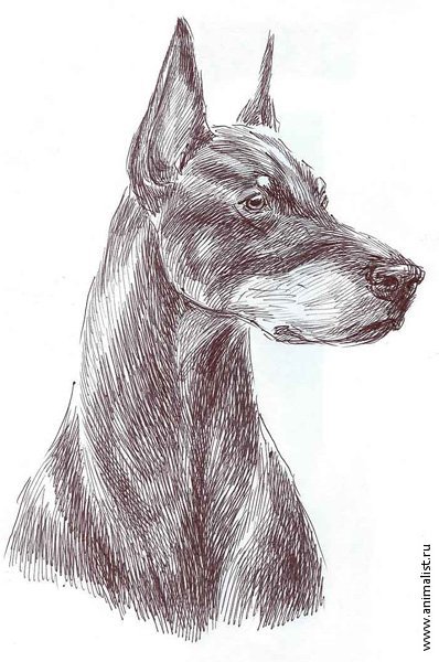 Доберман рисунок