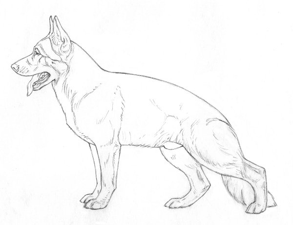 Рисунок щенка овчарки карандашом