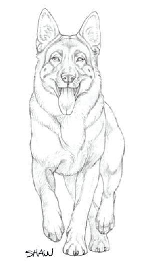 Немецкая овчарка набросок