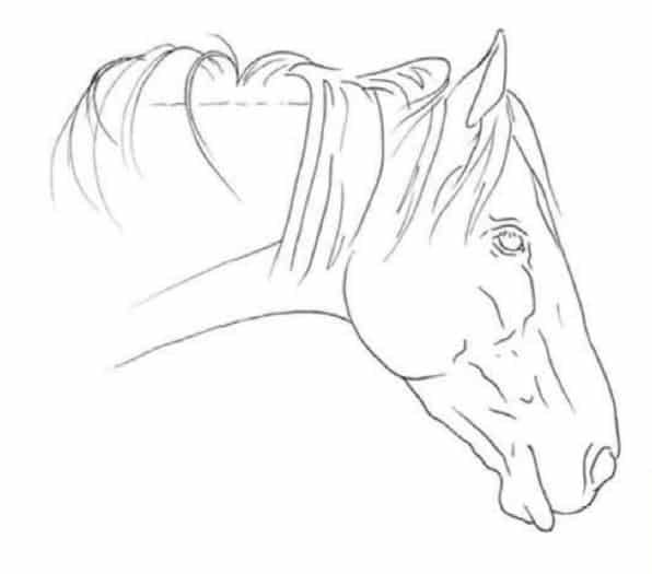 Голова лошади для срисовки