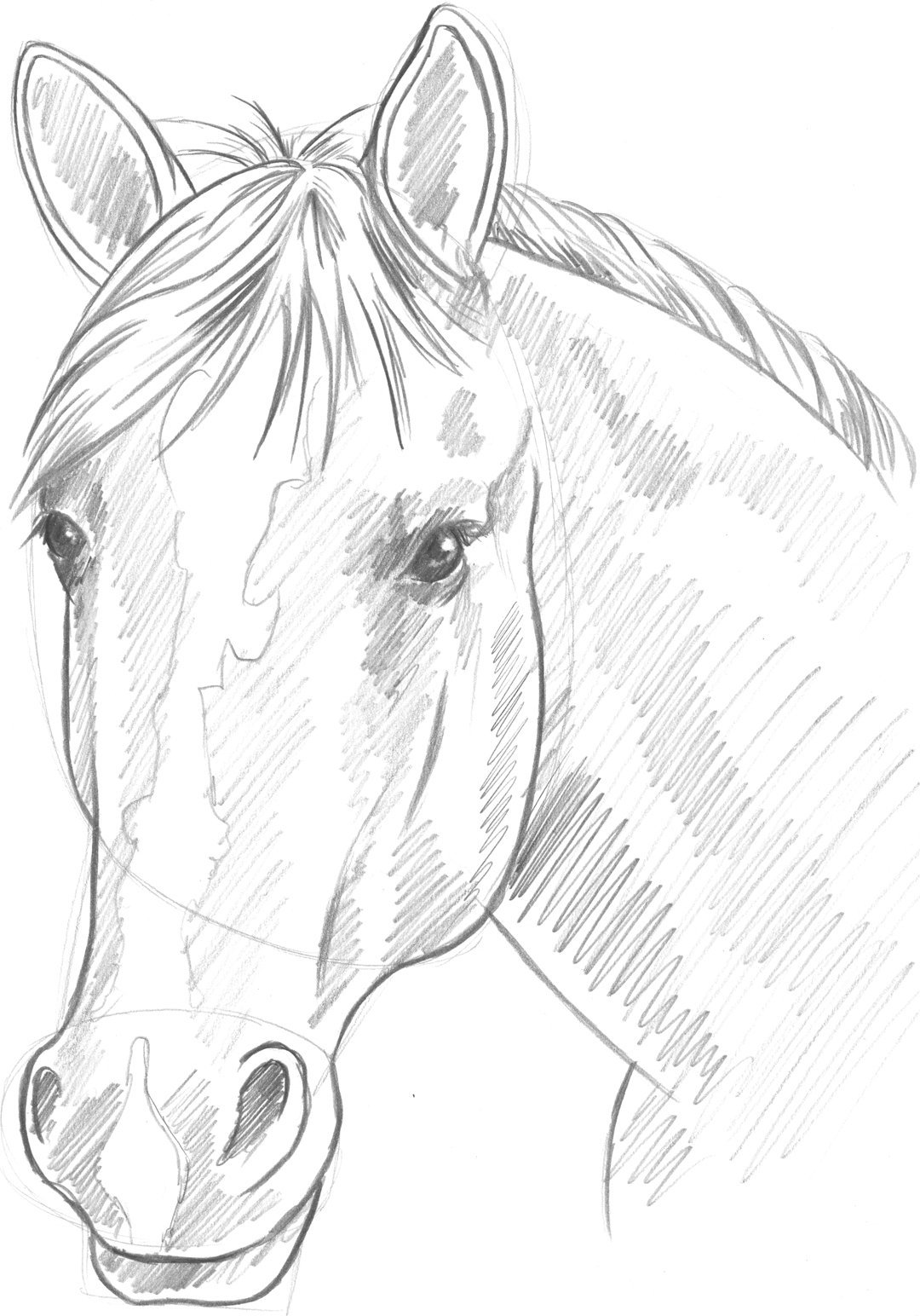 Голова лошади рисунок карандашом легкий вытянутая