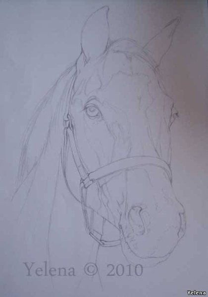 Поэтапное рисование морды лошади