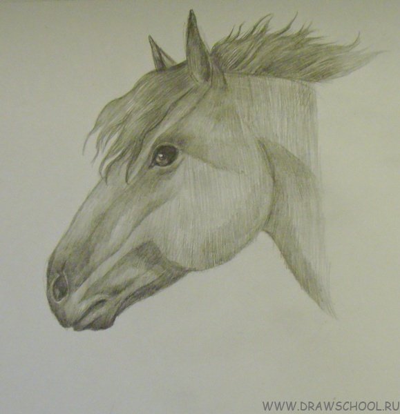 Голова лошади карандашом для срисовки