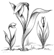 Подснежник рисунок простым карандашом