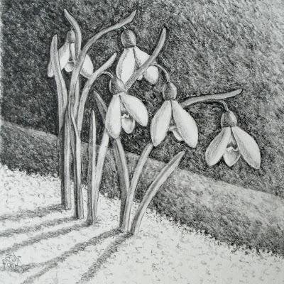 Подснежник раскраска