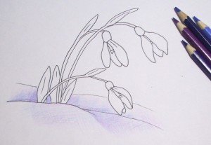 Рисунок подснежник простым карандашом (48 фото)