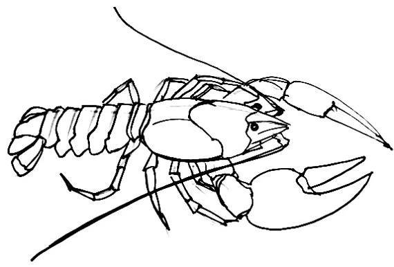 Рак, трафарет карандашом