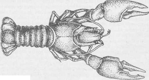 . Зарисуйте рака.